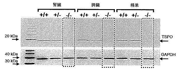 2016516399-非機能性ＴＳＰＯ遺伝子を有するトランスジェニック非ヒト生物 図000058