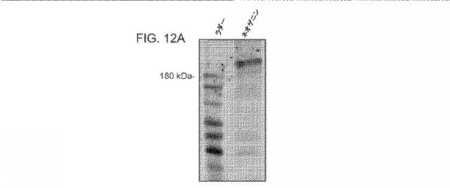 2019517480-脊髄損傷及び疼痛を処置するための抗ＲＧＭａ（Ｒｅｐｕｌｓｉｖｅ  Ｇｕｉｄａｎｃｅ  Ｍｏｌｅｃｕｌｅ  Ａ）アンタゴニスト抗体 図000058