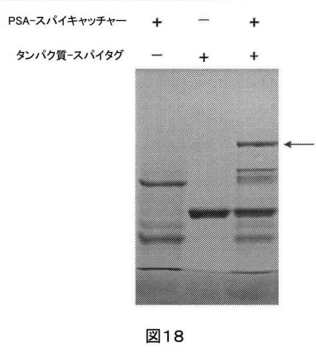 2021514189-ナノ細孔アセンブリとその使用 図000058