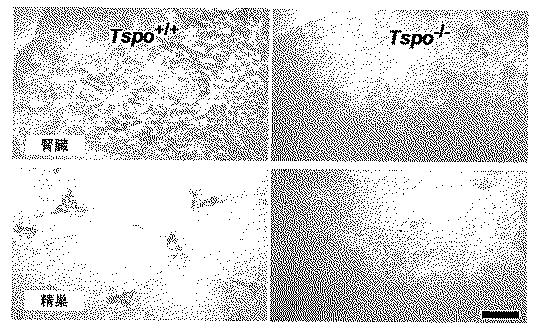 2016516399-非機能性ＴＳＰＯ遺伝子を有するトランスジェニック非ヒト生物 図000059