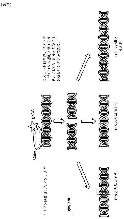 2018532404-リボ核タンパク質トランスフェクション薬剤 図000059