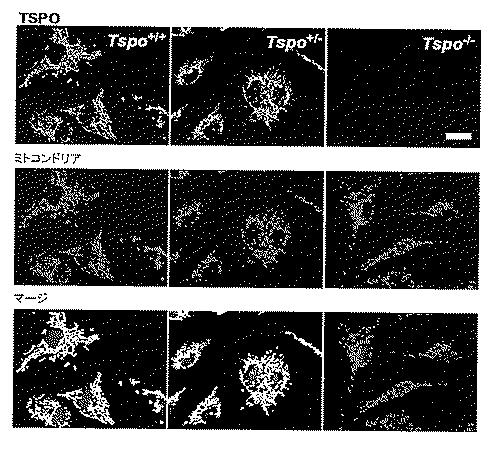 2016516399-非機能性ＴＳＰＯ遺伝子を有するトランスジェニック非ヒト生物 図000060