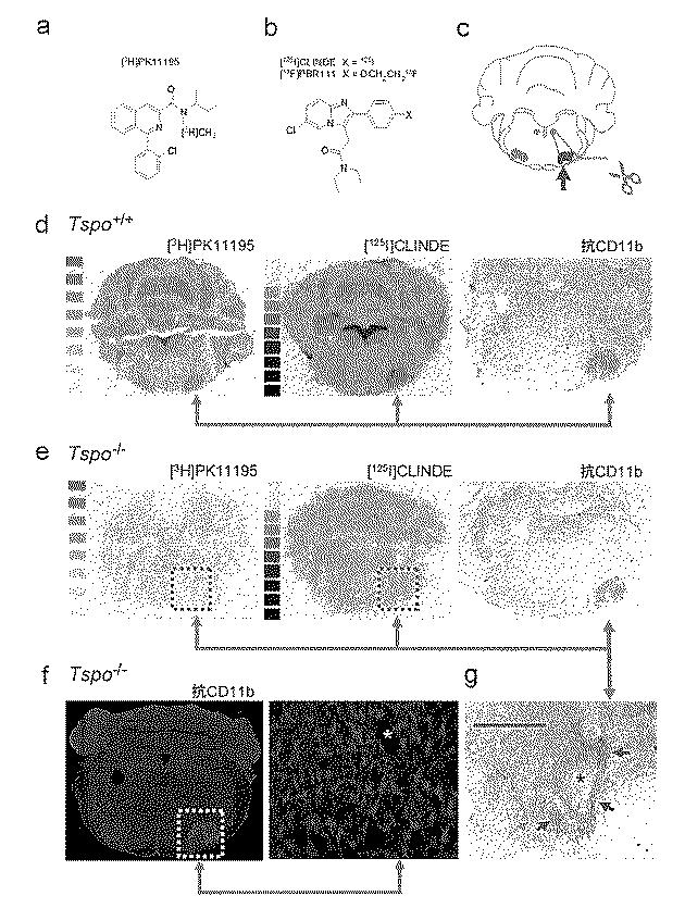 2016516399-非機能性ＴＳＰＯ遺伝子を有するトランスジェニック非ヒト生物 図000061