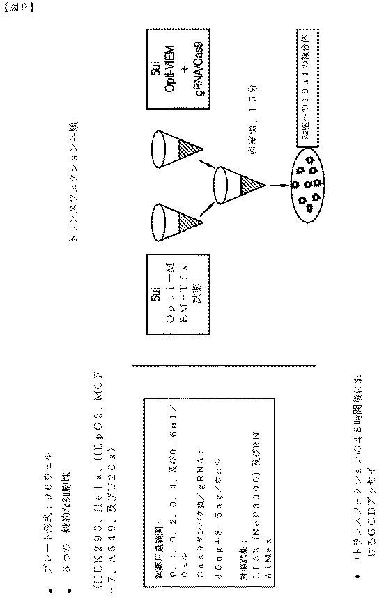 2018532404-リボ核タンパク質トランスフェクション薬剤 図000061