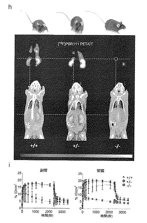 2016516399-非機能性ＴＳＰＯ遺伝子を有するトランスジェニック非ヒト生物 図000062