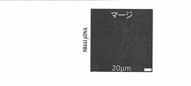 2018517005-超分岐重合体及びポリプレックス、並びにこれらを含むＤＮＡ又はＲＮＡ送達システム 図000062