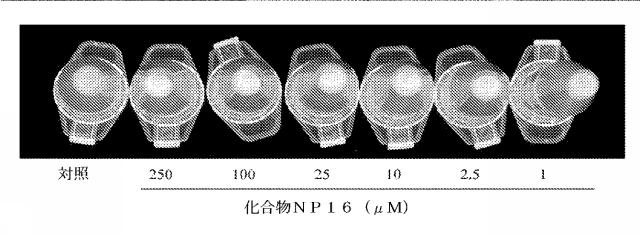 2020528405-化合物及び微生物感染治療のためのその使用 図000062
