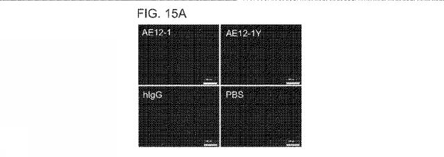 2019517480-脊髄損傷及び疼痛を処置するための抗ＲＧＭａ（Ｒｅｐｕｌｓｉｖｅ  Ｇｕｉｄａｎｃｅ  Ｍｏｌｅｃｕｌｅ  Ａ）アンタゴニスト抗体 図000063