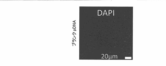 2018517005-超分岐重合体及びポリプレックス、並びにこれらを含むＤＮＡ又はＲＮＡ送達システム 図000064