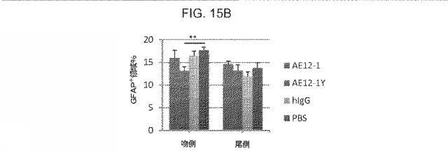 2019517480-脊髄損傷及び疼痛を処置するための抗ＲＧＭａ（Ｒｅｐｕｌｓｉｖｅ  Ｇｕｉｄａｎｃｅ  Ｍｏｌｅｃｕｌｅ  Ａ）アンタゴニスト抗体 図000064