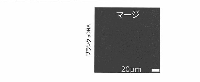 2018517005-超分岐重合体及びポリプレックス、並びにこれらを含むＤＮＡ又はＲＮＡ送達システム 図000065