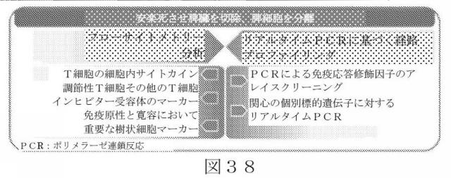 2015504898-第ＶＩＩＩ因子療法を受けている個体における第ＶＩＩＩ因子に対する免疫原性を低下させる方法 図000066