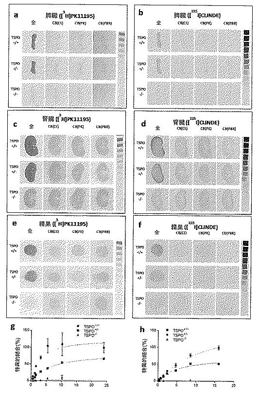 2016516399-非機能性ＴＳＰＯ遺伝子を有するトランスジェニック非ヒト生物 図000066