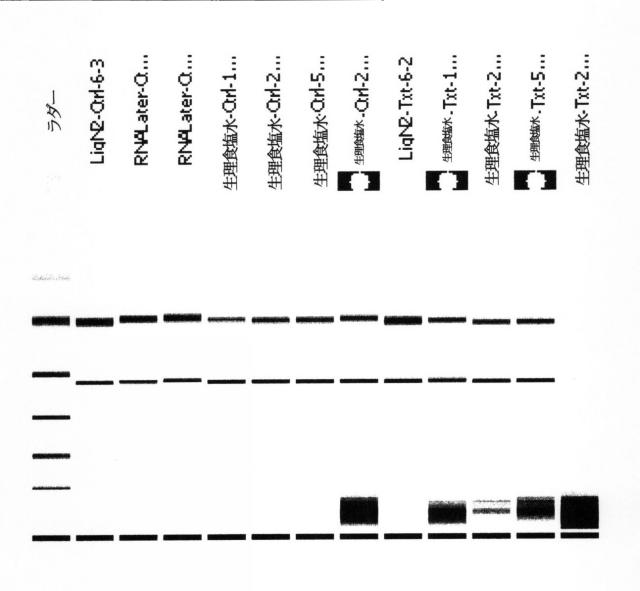 2015519887-ＲＮＡ破壊を評価するためのアッセイ、方法および装置 図000067