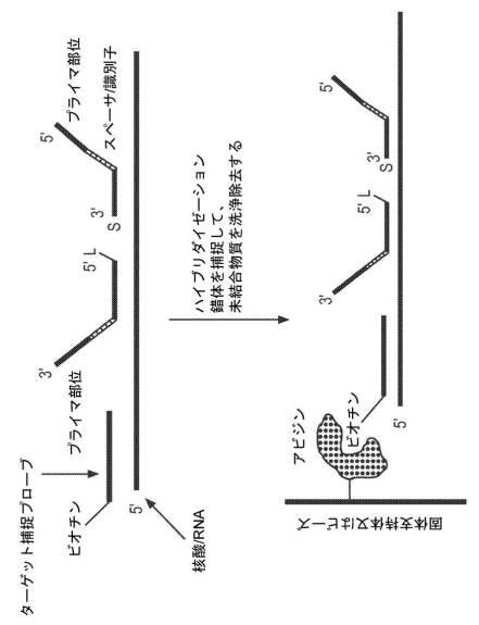 2017522550-生物学的試料を採取して安定化するためのデバイス及び方法 図000067