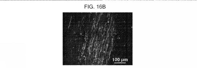 2019517480-脊髄損傷及び疼痛を処置するための抗ＲＧＭａ（Ｒｅｐｕｌｓｉｖｅ  Ｇｕｉｄａｎｃｅ  Ｍｏｌｅｃｕｌｅ  Ａ）アンタゴニスト抗体 図000067