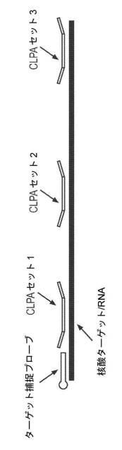 2017522550-生物学的試料を採取して安定化するためのデバイス及び方法 図000068