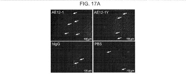 2019517480-脊髄損傷及び疼痛を処置するための抗ＲＧＭａ（Ｒｅｐｕｌｓｉｖｅ  Ｇｕｉｄａｎｃｅ  Ｍｏｌｅｃｕｌｅ  Ａ）アンタゴニスト抗体 図000068