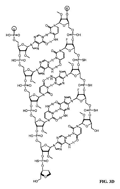 2022501040-１７β−ＨＳＤ１３型（ＨＳＤ１７Ｂ１３）の発現を阻害するためのＲＮＡｉ剤、その組成物、および使用方法 図000068