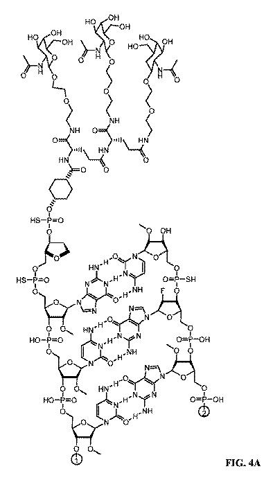 2022501040-１７β−ＨＳＤ１３型（ＨＳＤ１７Ｂ１３）の発現を阻害するためのＲＮＡｉ剤、その組成物、および使用方法 図000069