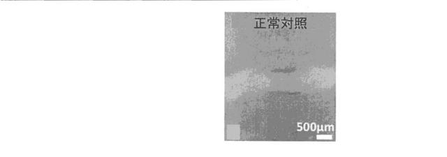 2018517005-超分岐重合体及びポリプレックス、並びにこれらを含むＤＮＡ又はＲＮＡ送達システム 図000071