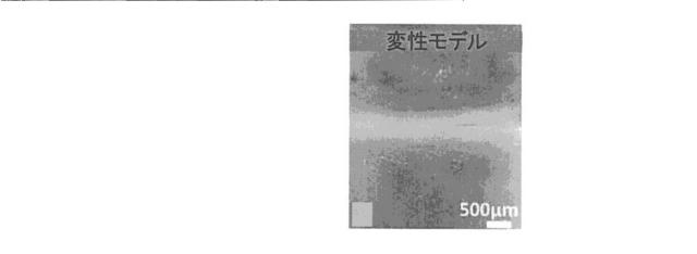 2018517005-超分岐重合体及びポリプレックス、並びにこれらを含むＤＮＡ又はＲＮＡ送達システム 図000072