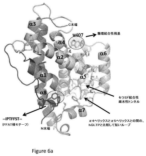 2017532003-ヒト４−リン酸アダプタータンパク質２糖脂質移行タンパク質様ドメインの結晶構造 図000073