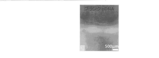 2018517005-超分岐重合体及びポリプレックス、並びにこれらを含むＤＮＡ又はＲＮＡ送達システム 図000073