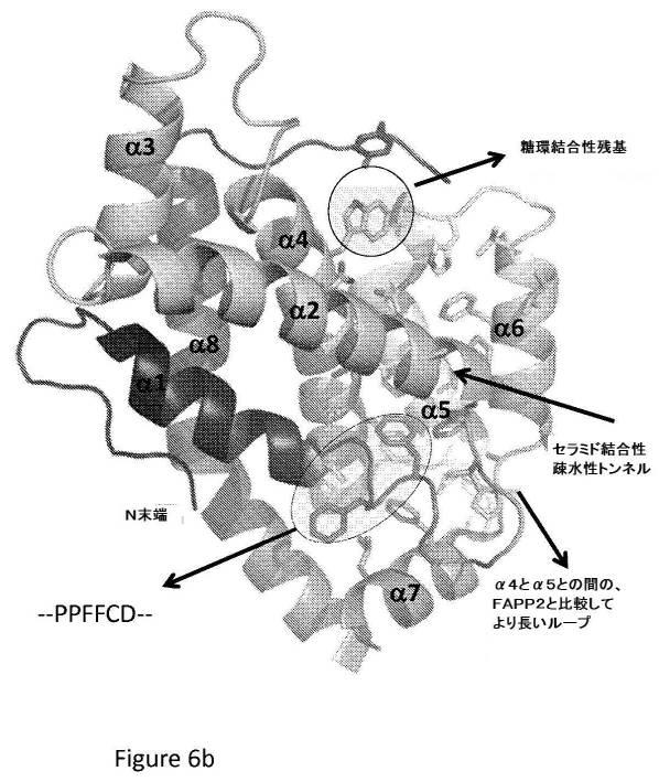 2017532003-ヒト４−リン酸アダプタータンパク質２糖脂質移行タンパク質様ドメインの結晶構造 図000074