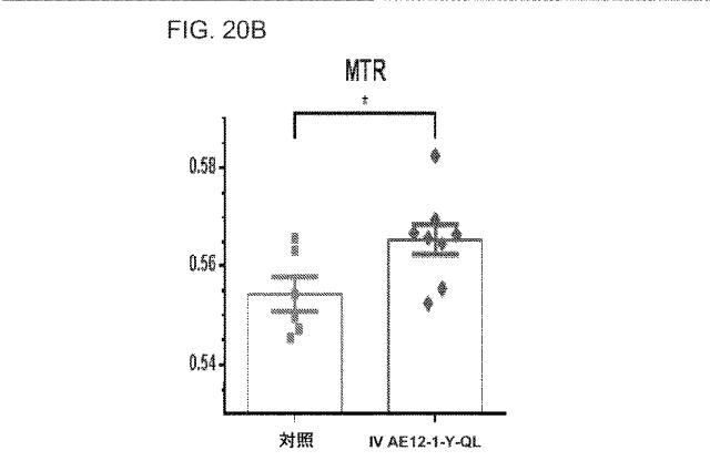 2019517480-脊髄損傷及び疼痛を処置するための抗ＲＧＭａ（Ｒｅｐｕｌｓｉｖｅ  Ｇｕｉｄａｎｃｅ  Ｍｏｌｅｃｕｌｅ  Ａ）アンタゴニスト抗体 図000075