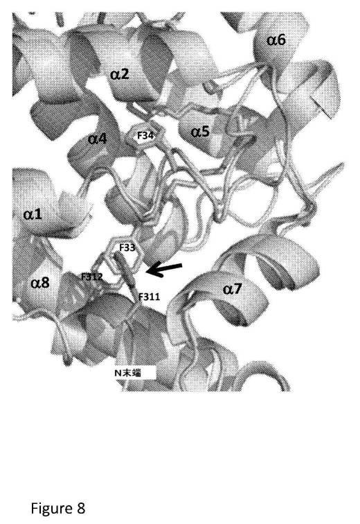 2017532003-ヒト４−リン酸アダプタータンパク質２糖脂質移行タンパク質様ドメインの結晶構造 図000076