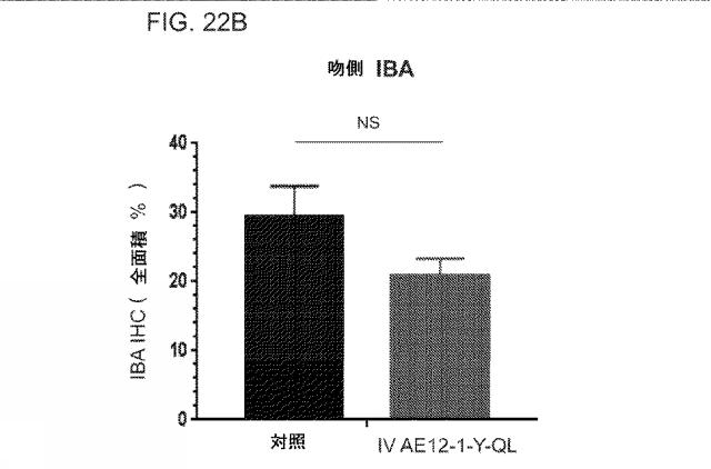 2019517480-脊髄損傷及び疼痛を処置するための抗ＲＧＭａ（Ｒｅｐｕｌｓｉｖｅ  Ｇｕｉｄａｎｃｅ  Ｍｏｌｅｃｕｌｅ  Ａ）アンタゴニスト抗体 図000079