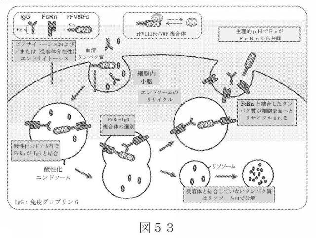 2015504898-第ＶＩＩＩ因子療法を受けている個体における第ＶＩＩＩ因子に対する免疫原性を低下させる方法 図000081