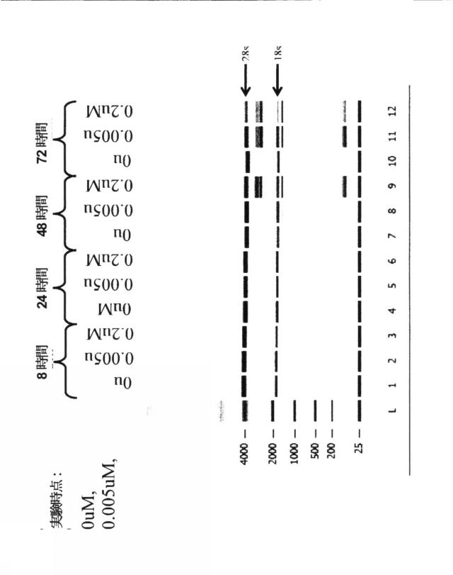2015519887-ＲＮＡ破壊を評価するためのアッセイ、方法および装置 図000081