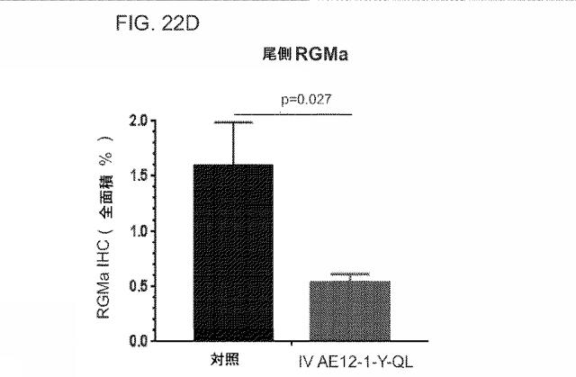 2019517480-脊髄損傷及び疼痛を処置するための抗ＲＧＭａ（Ｒｅｐｕｌｓｉｖｅ  Ｇｕｉｄａｎｃｅ  Ｍｏｌｅｃｕｌｅ  Ａ）アンタゴニスト抗体 図000081