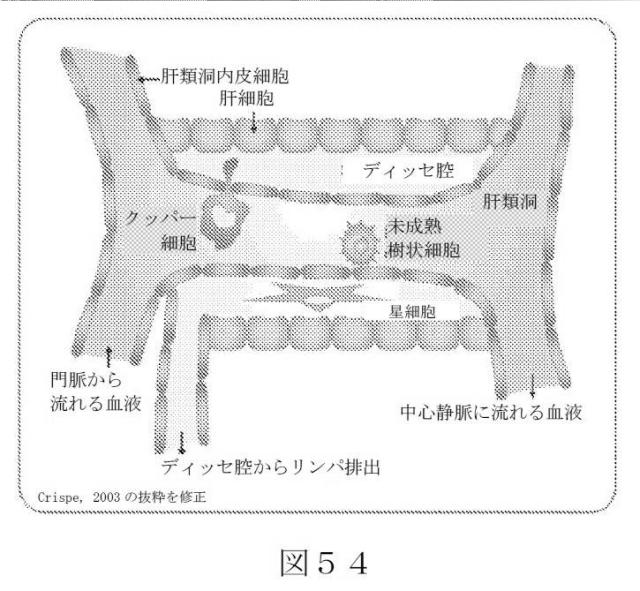 2015504898-第ＶＩＩＩ因子療法を受けている個体における第ＶＩＩＩ因子に対する免疫原性を低下させる方法 図000082