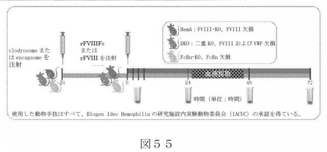 2015504898-第ＶＩＩＩ因子療法を受けている個体における第ＶＩＩＩ因子に対する免疫原性を低下させる方法 図000083