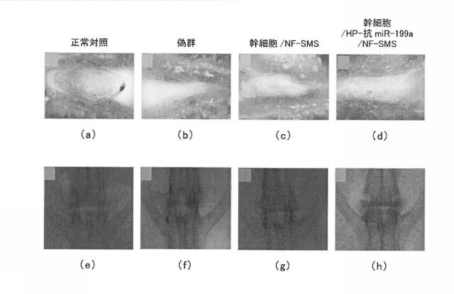 2018517005-超分岐重合体及びポリプレックス、並びにこれらを含むＤＮＡ又はＲＮＡ送達システム 図000083