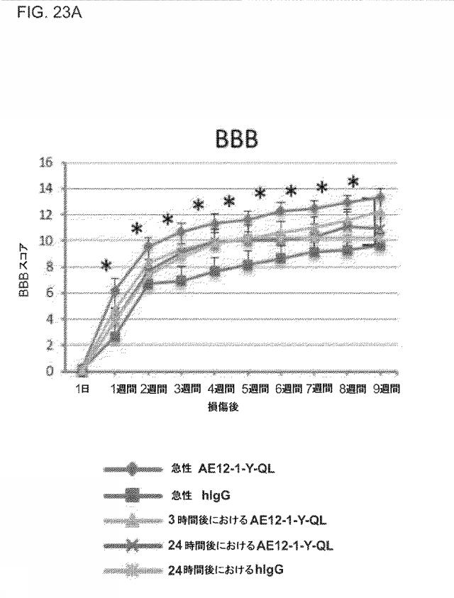 2019517480-脊髄損傷及び疼痛を処置するための抗ＲＧＭａ（Ｒｅｐｕｌｓｉｖｅ  Ｇｕｉｄａｎｃｅ  Ｍｏｌｅｃｕｌｅ  Ａ）アンタゴニスト抗体 図000084