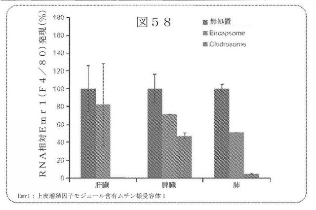 2015504898-第ＶＩＩＩ因子療法を受けている個体における第ＶＩＩＩ因子に対する免疫原性を低下させる方法 図000085