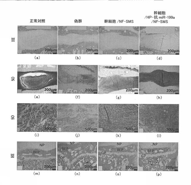 2018517005-超分岐重合体及びポリプレックス、並びにこれらを含むＤＮＡ又はＲＮＡ送達システム 図000085