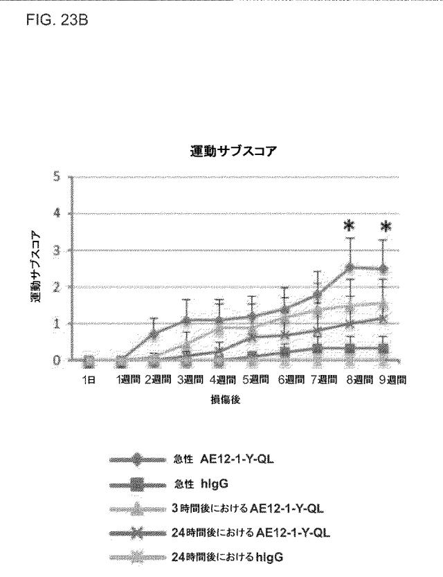 2019517480-脊髄損傷及び疼痛を処置するための抗ＲＧＭａ（Ｒｅｐｕｌｓｉｖｅ  Ｇｕｉｄａｎｃｅ  Ｍｏｌｅｃｕｌｅ  Ａ）アンタゴニスト抗体 図000085