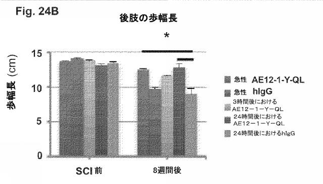 2019517480-脊髄損傷及び疼痛を処置するための抗ＲＧＭａ（Ｒｅｐｕｌｓｉｖｅ  Ｇｕｉｄａｎｃｅ  Ｍｏｌｅｃｕｌｅ  Ａ）アンタゴニスト抗体 図000087