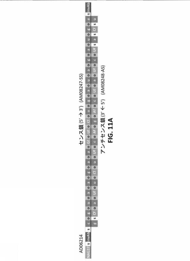 2022501040-１７β−ＨＳＤ１３型（ＨＳＤ１７Ｂ１３）の発現を阻害するためのＲＮＡｉ剤、その組成物、および使用方法 図000097