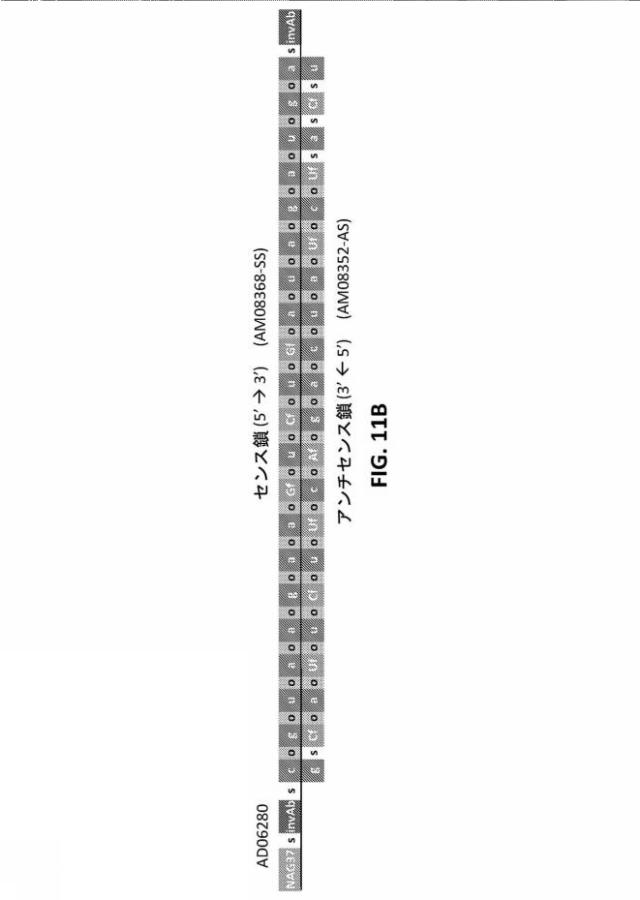 2022501040-１７β−ＨＳＤ１３型（ＨＳＤ１７Ｂ１３）の発現を阻害するためのＲＮＡｉ剤、その組成物、および使用方法 図000098