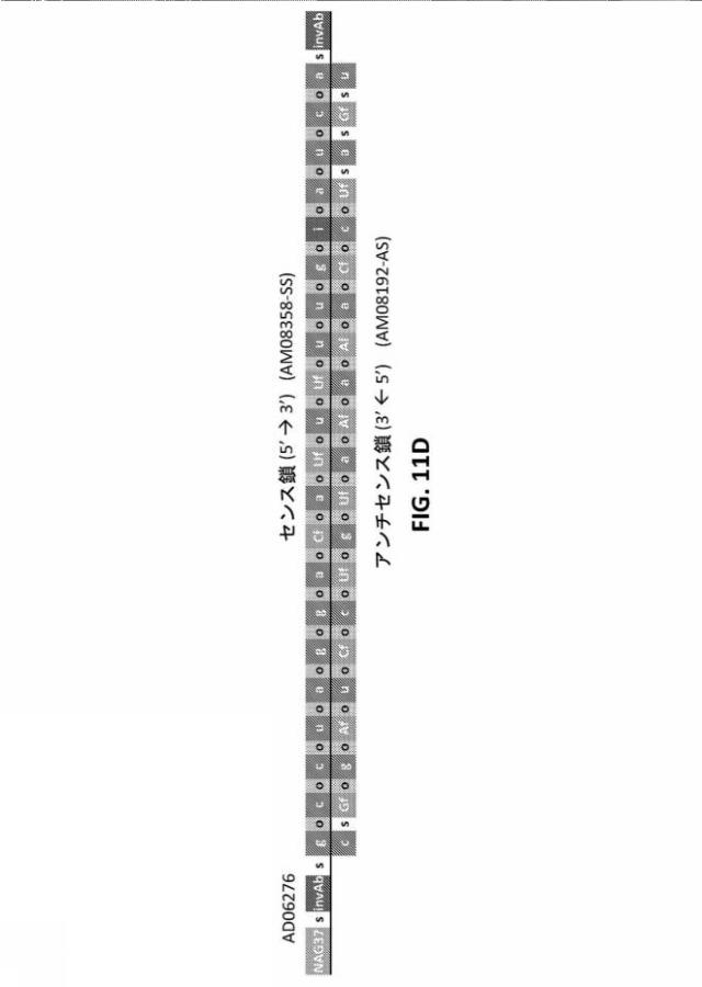 2022501040-１７β−ＨＳＤ１３型（ＨＳＤ１７Ｂ１３）の発現を阻害するためのＲＮＡｉ剤、その組成物、および使用方法 図000100