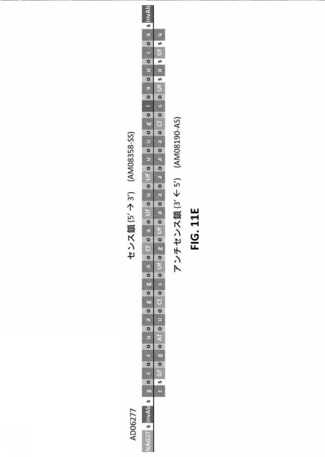 2022501040-１７β−ＨＳＤ１３型（ＨＳＤ１７Ｂ１３）の発現を阻害するためのＲＮＡｉ剤、その組成物、および使用方法 図000101