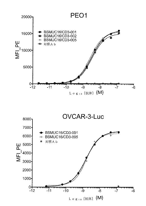 2019536740-二重特異性抗ＭＵＣ１６−ＣＤ３抗体および抗ＭＵＣ１６薬物複合体 図000107